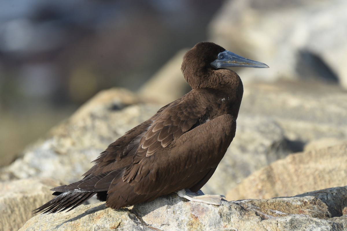 Brown Booby - ML612180860