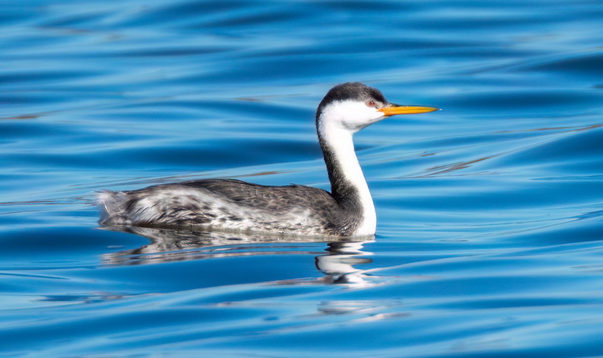 Clark's Grebe - ML612180898