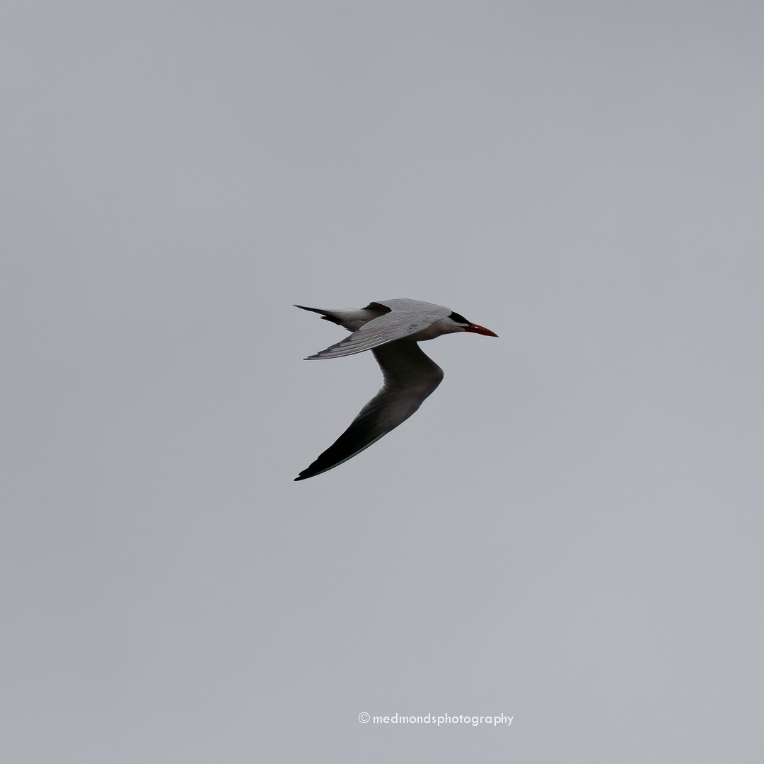 Caspian Tern - ML612180954