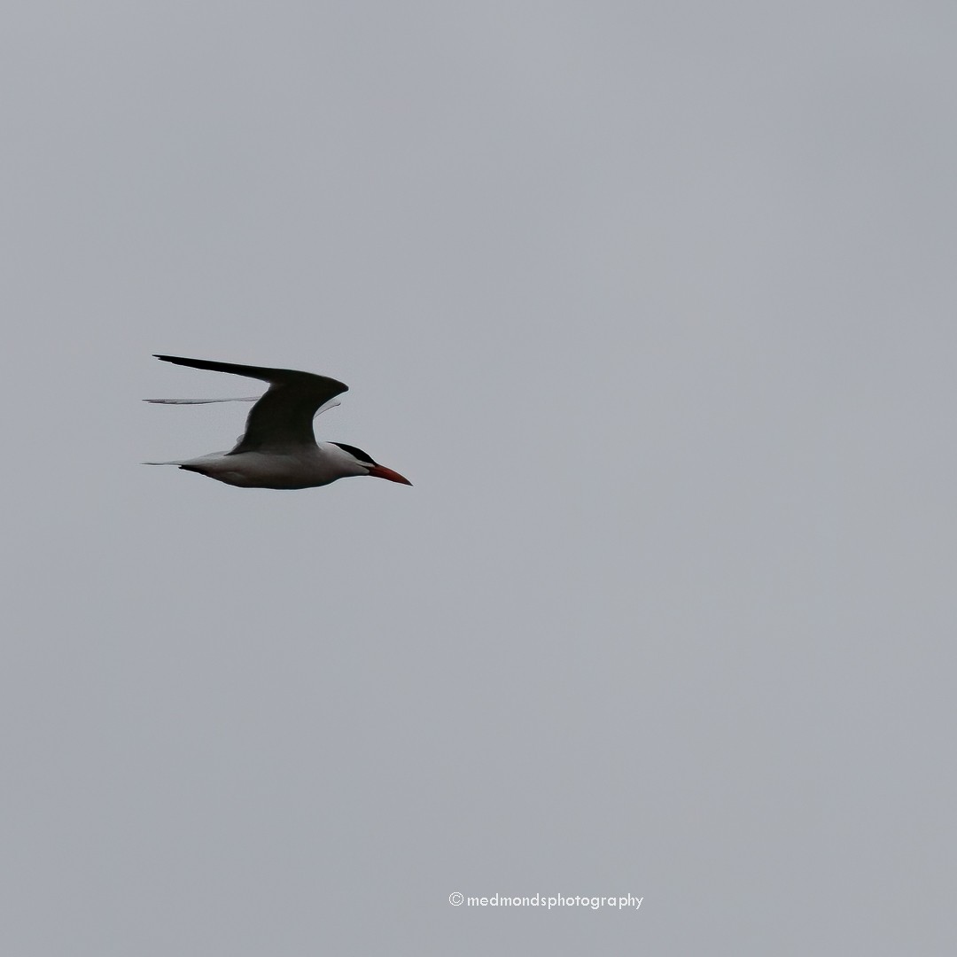 Caspian Tern - ML612180955