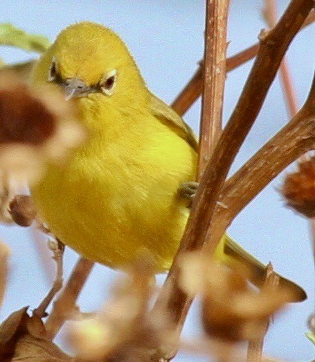 Forest White-eye - Connie Lintz