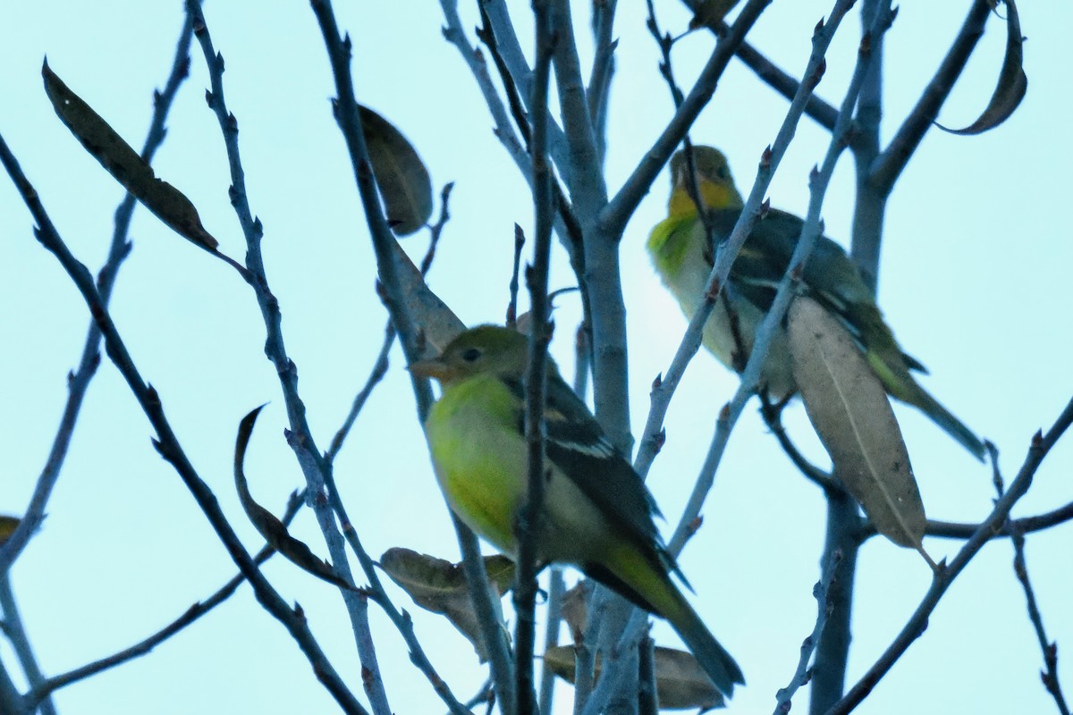 Western Tanager - George Gibbs