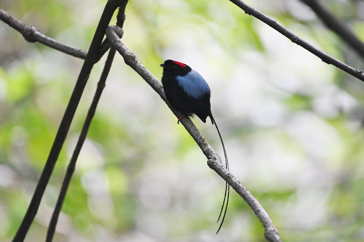 Long-tailed Manakin - ML612181028