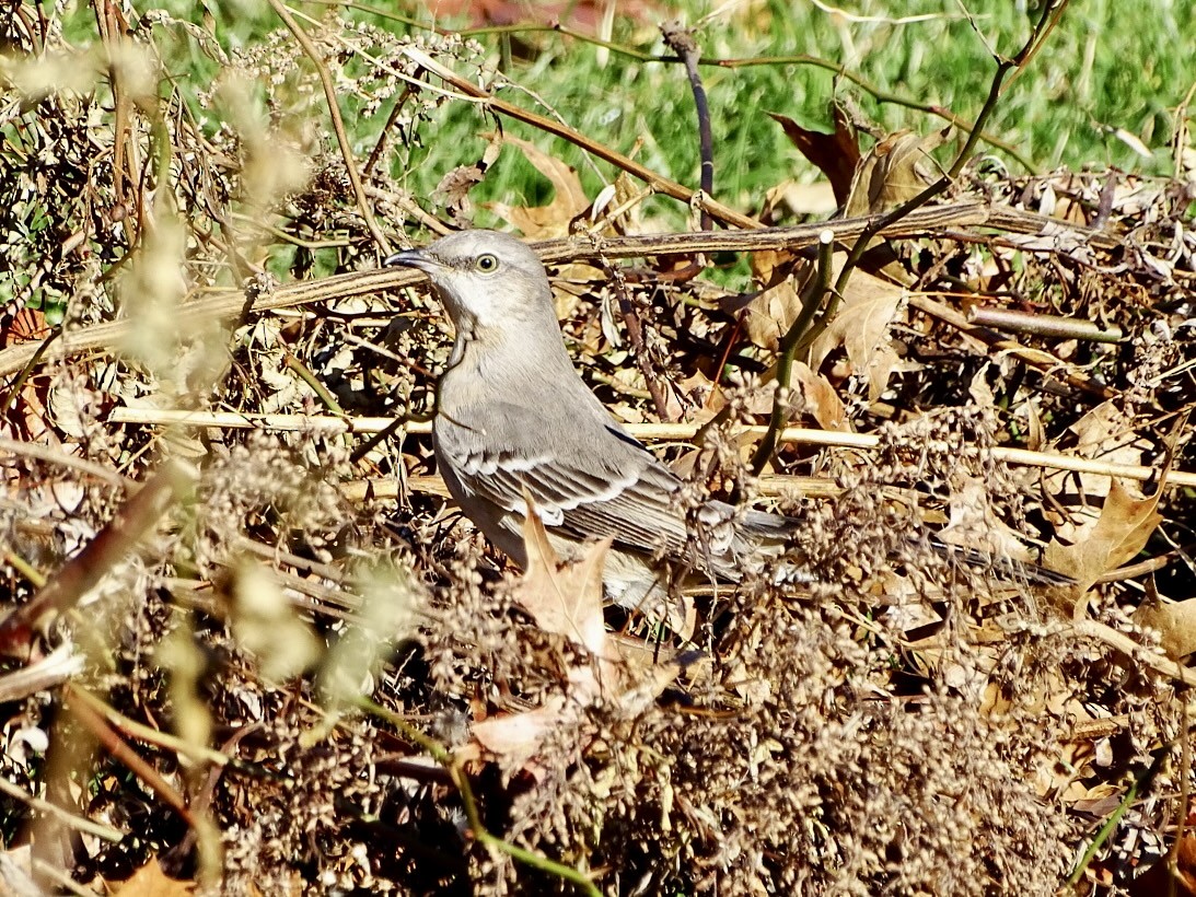 Northern Mockingbird - ML612181074