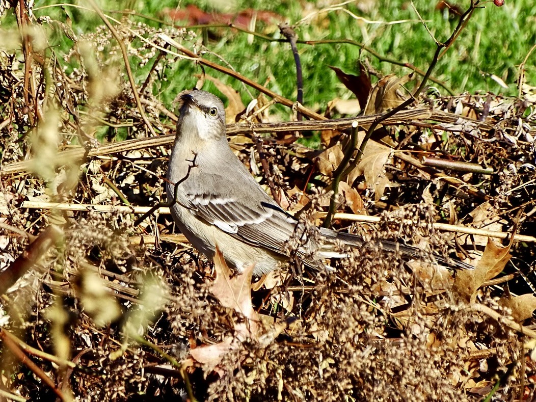 Northern Mockingbird - ML612181075