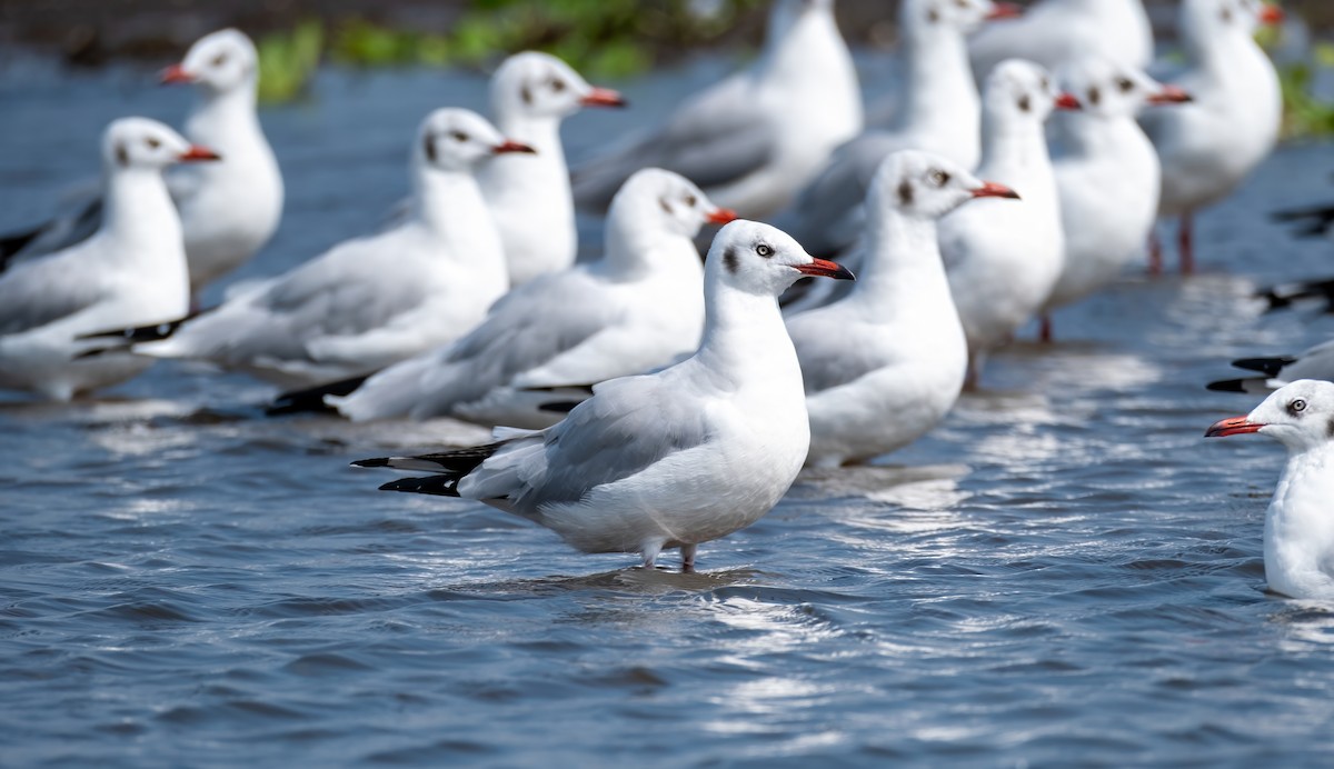 Brown-headed Gull - ML612181098