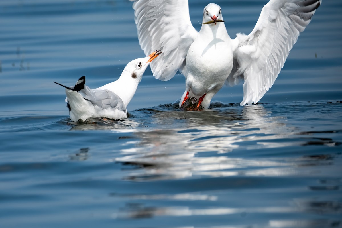 Brown-headed Gull - ML612181099