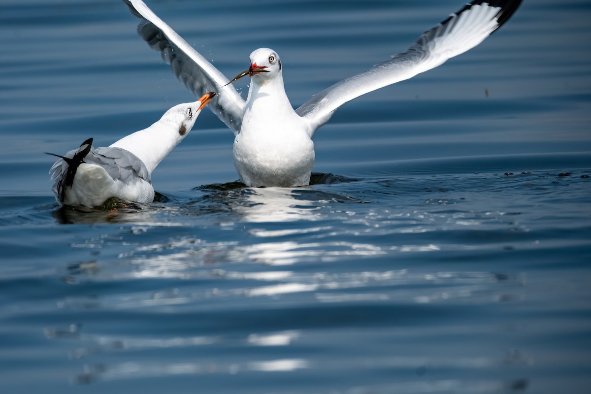 Brown-headed Gull - ML612181101