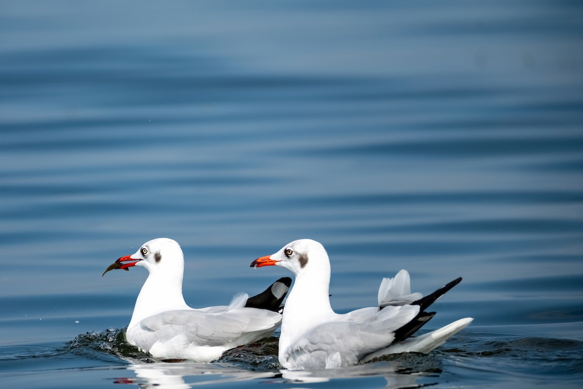 Brown-headed Gull - ML612181102