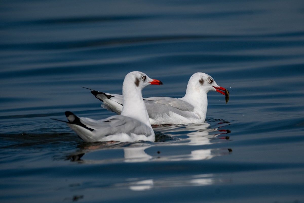 Brown-headed Gull - ML612181104