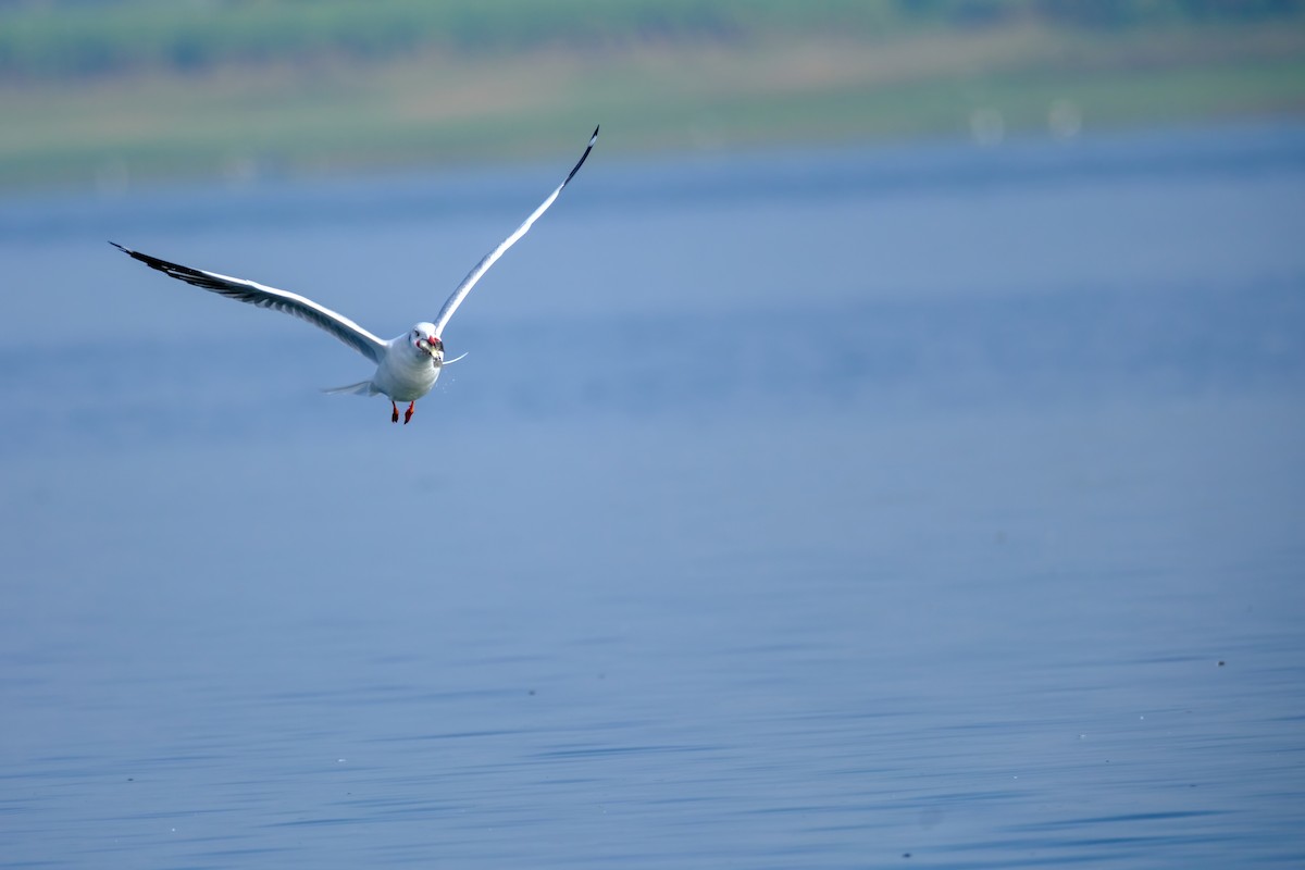 Brown-headed Gull - ML612181105