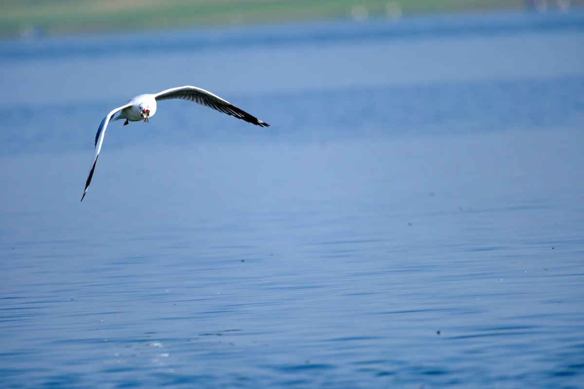 Brown-headed Gull - ML612181106