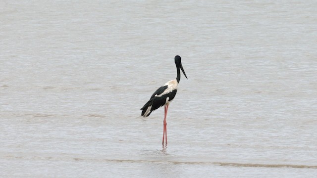 Black-necked Stork - ML612181168