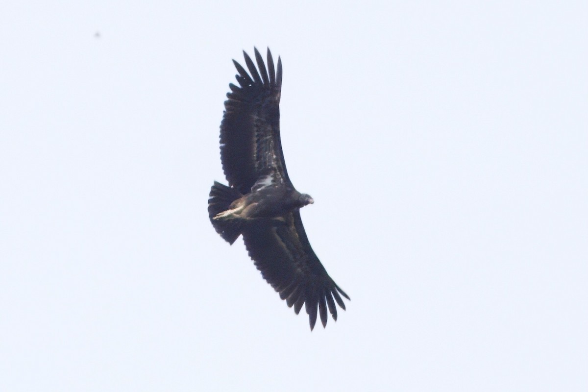 King Vulture - Soham Mehta
