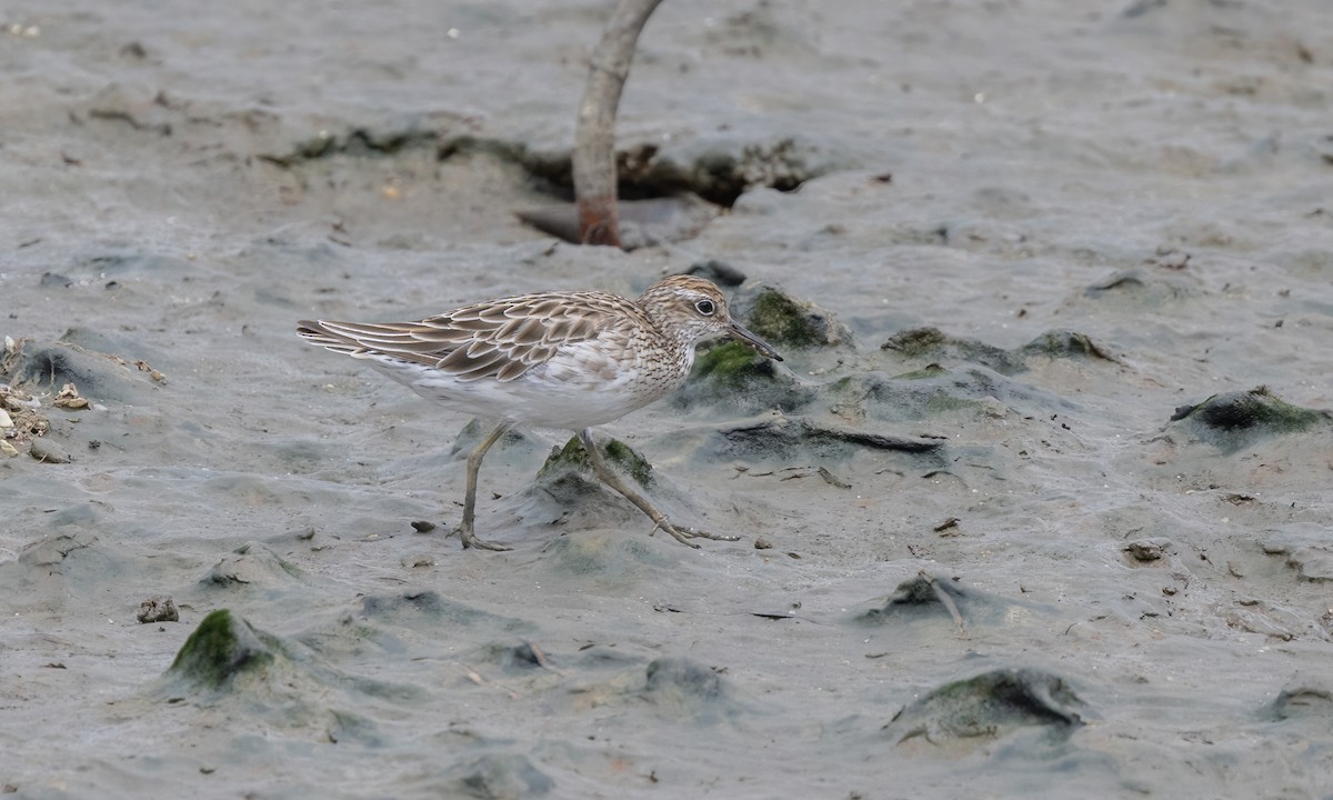 Sharp-tailed Sandpiper - Paul Fenwick