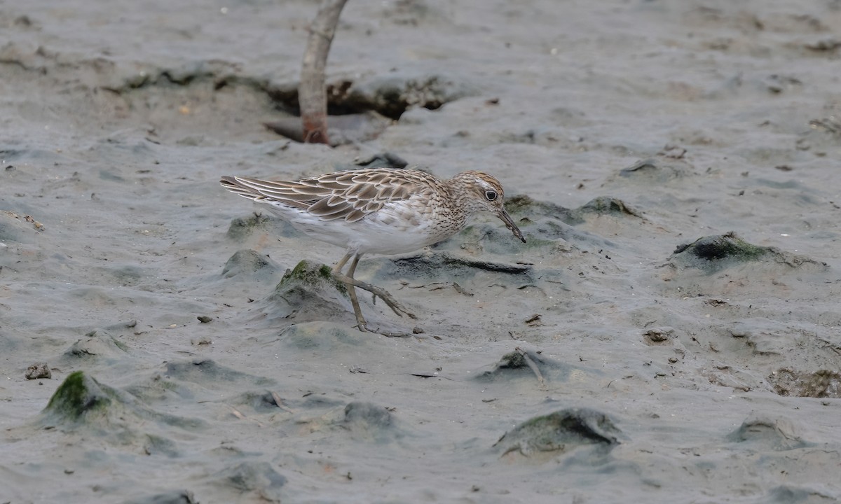 Sharp-tailed Sandpiper - ML612181263