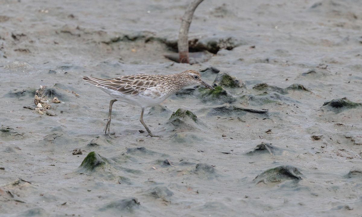 Sharp-tailed Sandpiper - ML612181264