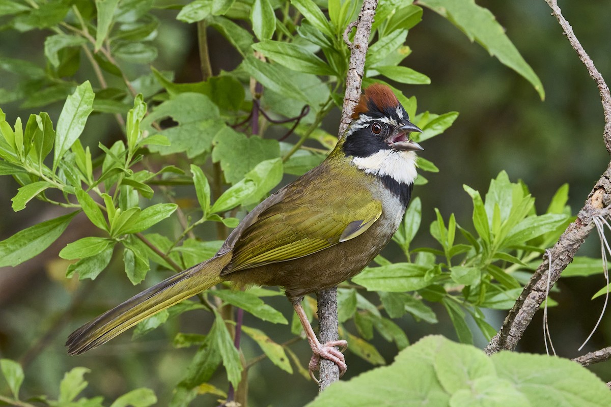 Collared Towhee - ML612181279