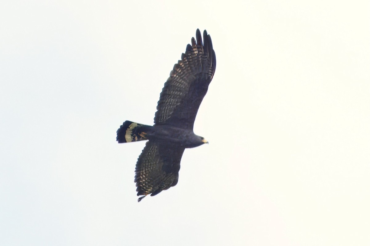 Zone-tailed Hawk - ML612181305