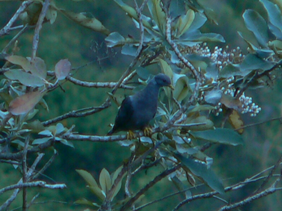 Band-tailed Pigeon - Charley Hesse TROPICAL BIRDING