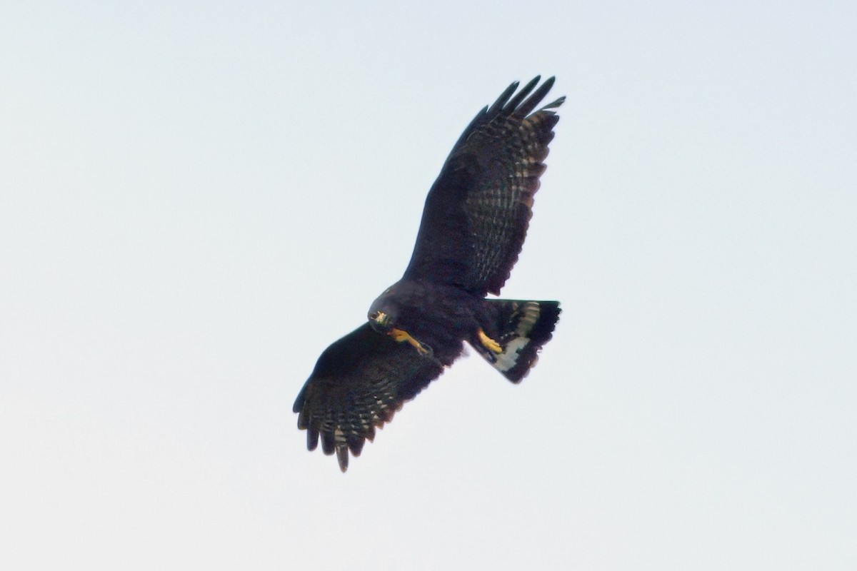 Zone-tailed Hawk - ML612181311