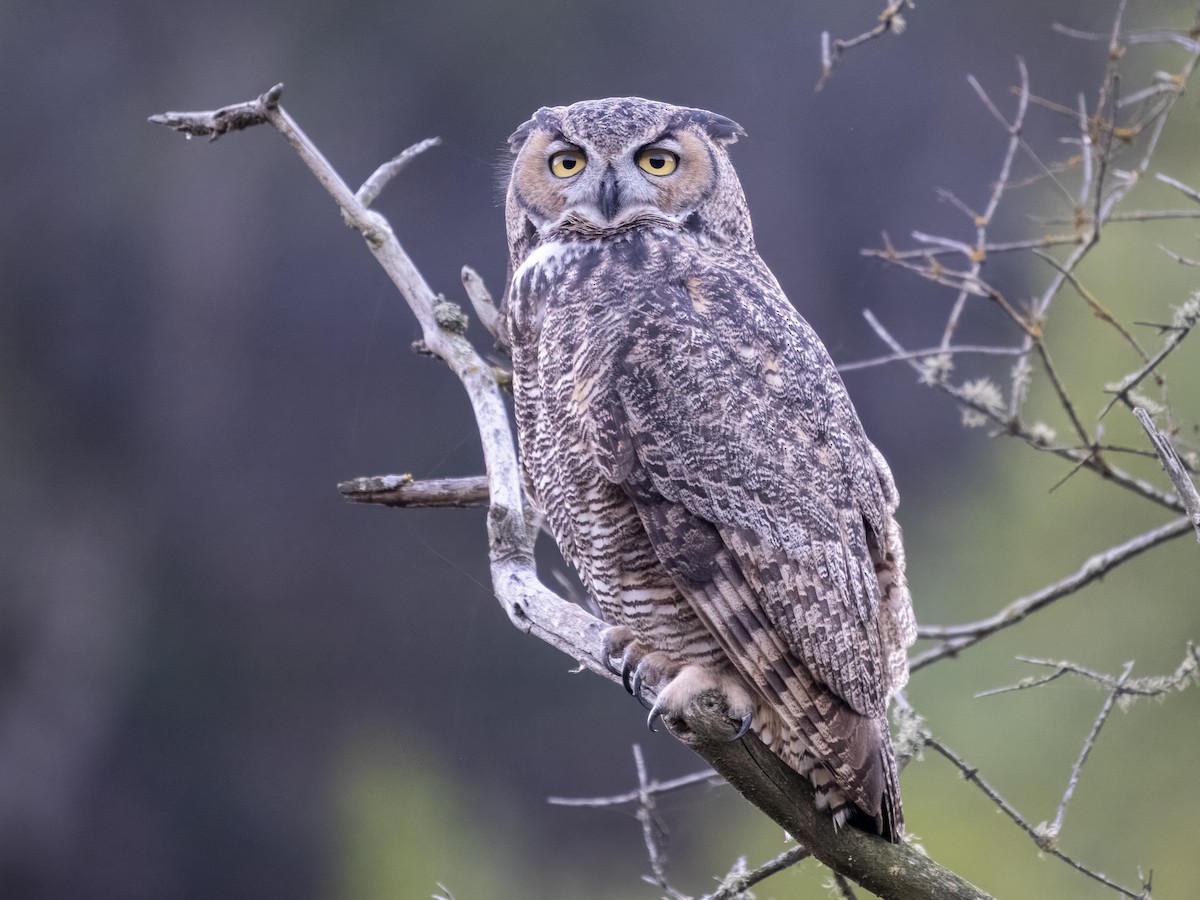 Great Horned Owl - Steven Hunter