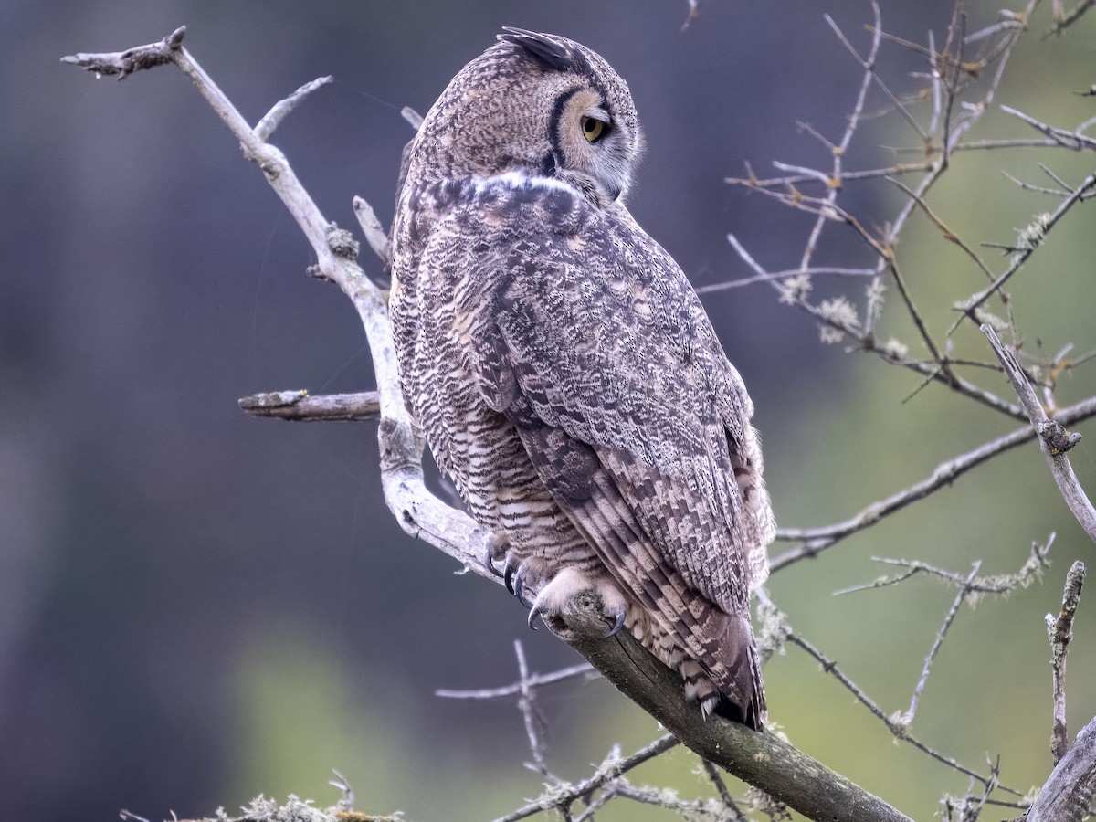 Great Horned Owl - Steven Hunter
