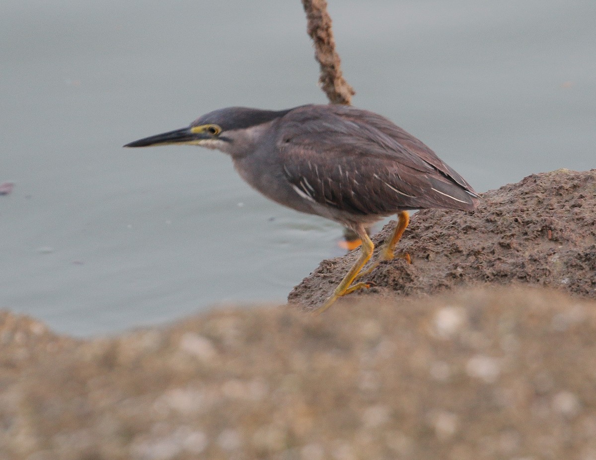 Striated Heron - ML612181490