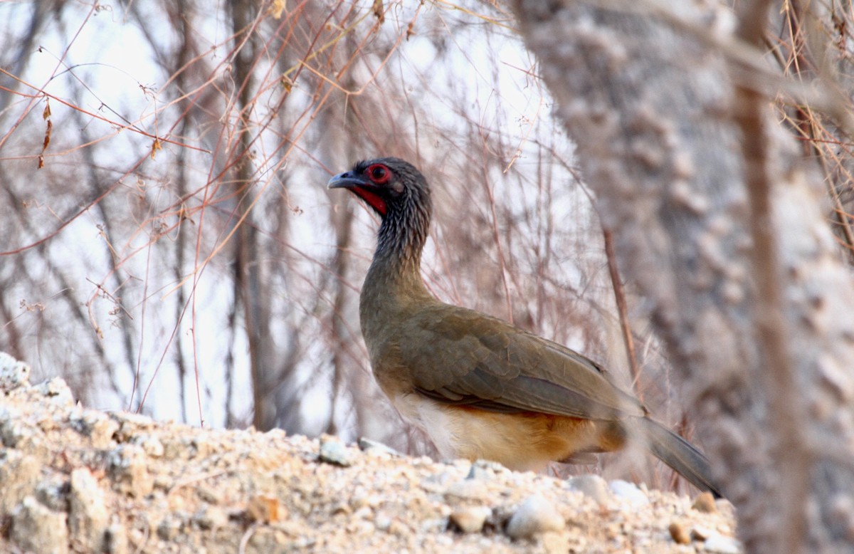 West Mexican Chachalaca - ML612181495