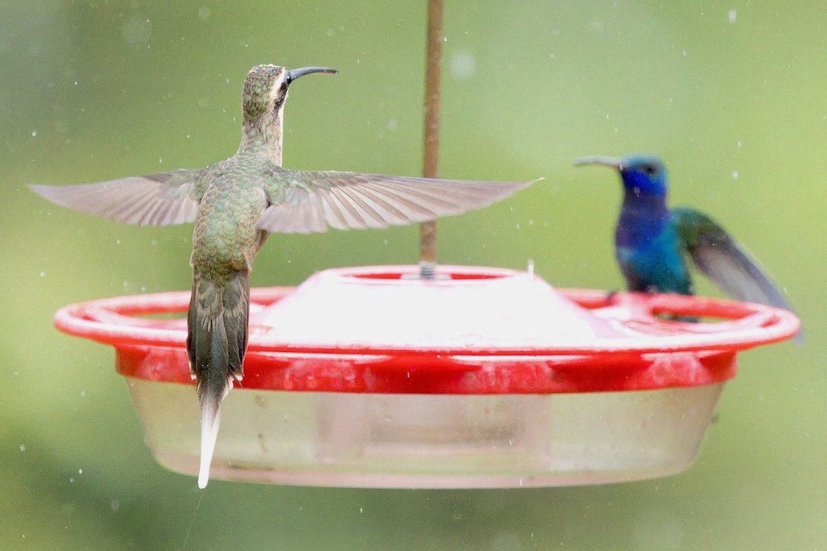 Pale-bellied Hermit - ML612181582