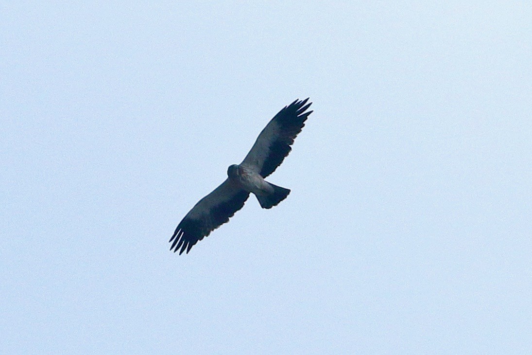 Booted Eagle - ML612181606