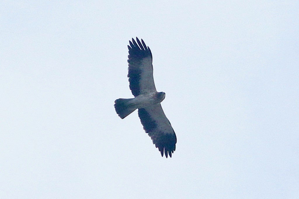 Booted Eagle - ML612181607