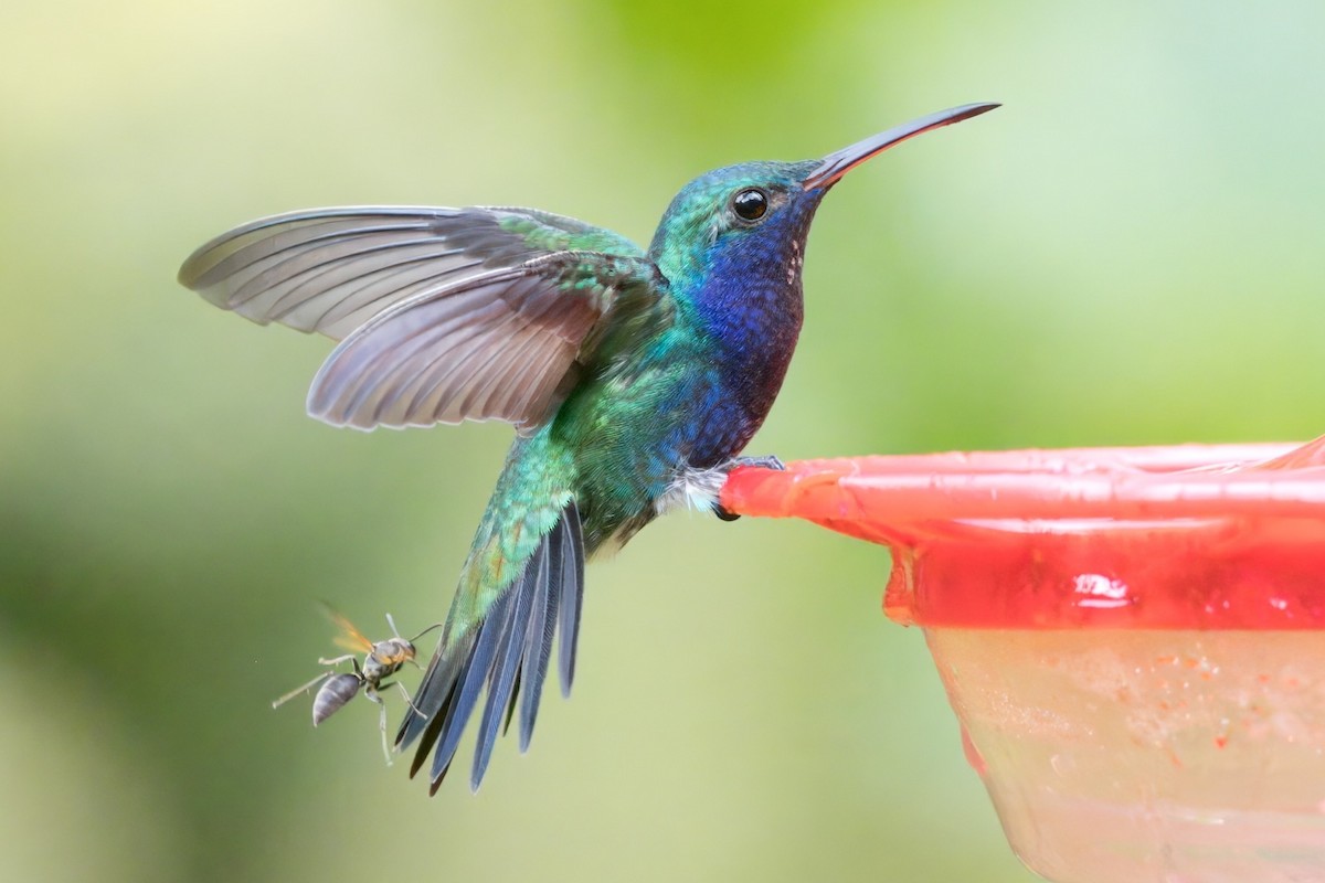 Sapphire-throated Hummingbird - ML612181613