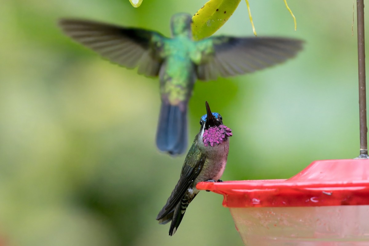 kolibřík hvězdohrdlý - ML612181635