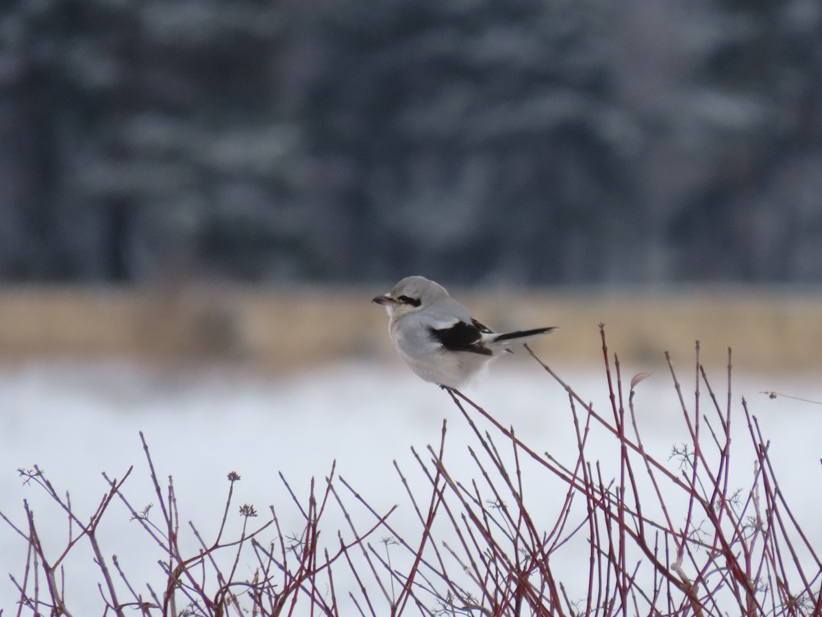 Northern Shrike - ML612181666