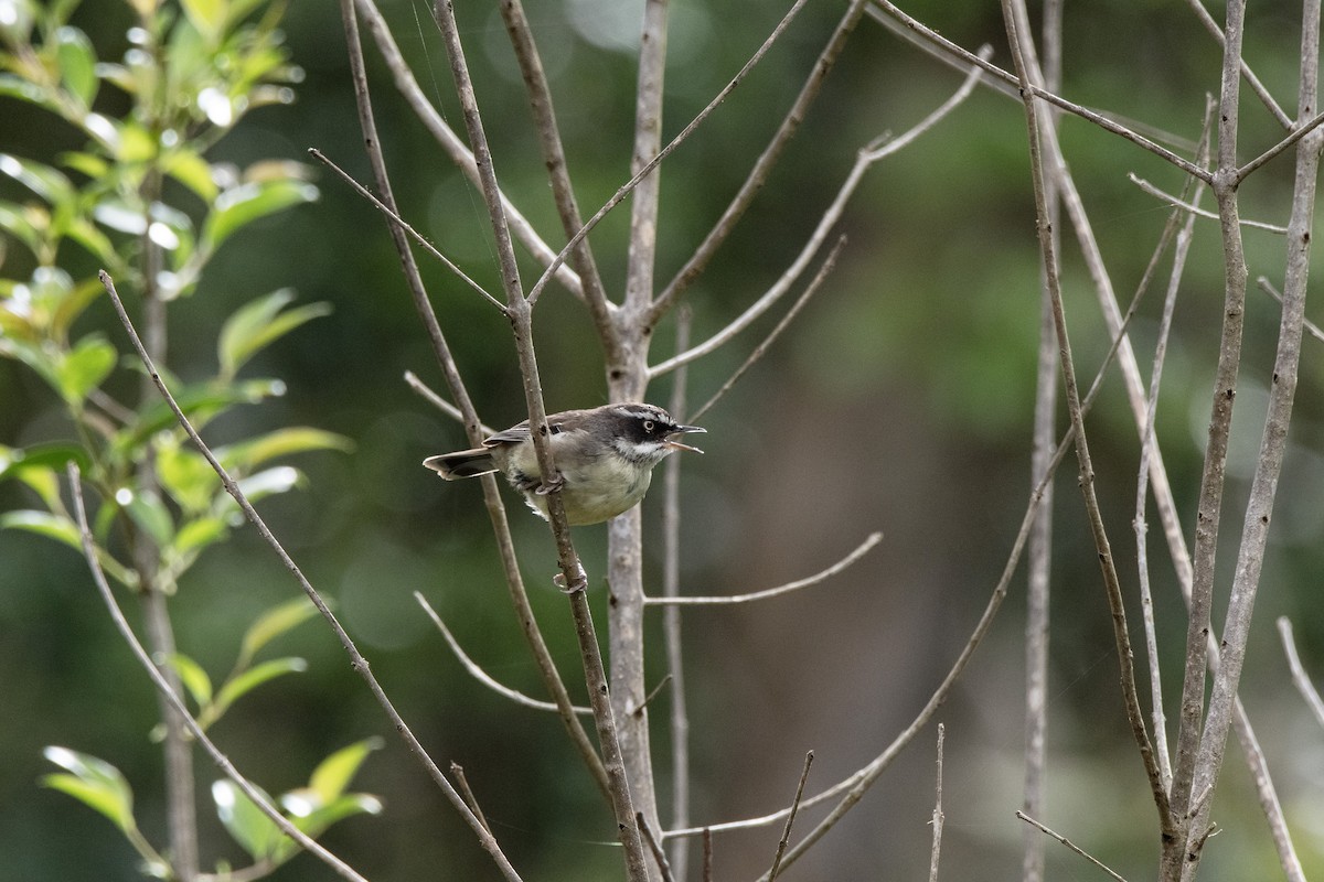 White-browed Scrubwren - Owen  Lawton