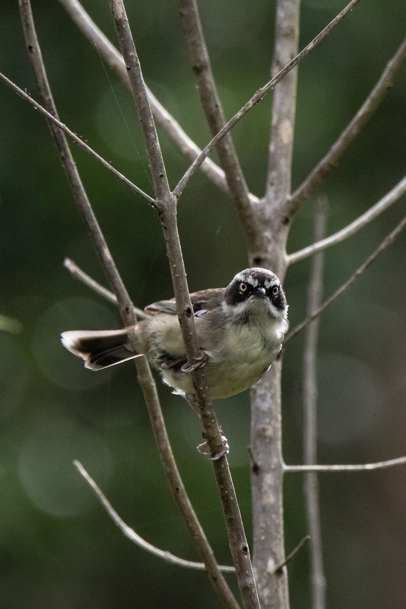 White-browed Scrubwren - Owen  Lawton