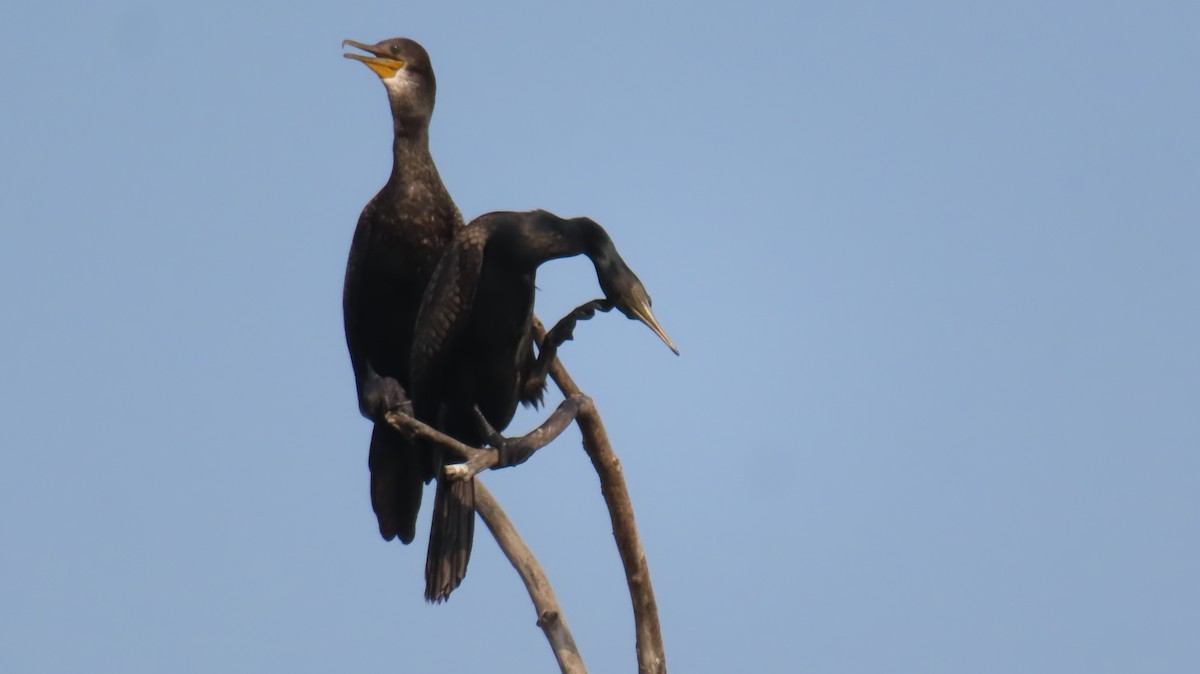 Cormoran à cou brun - ML612181742