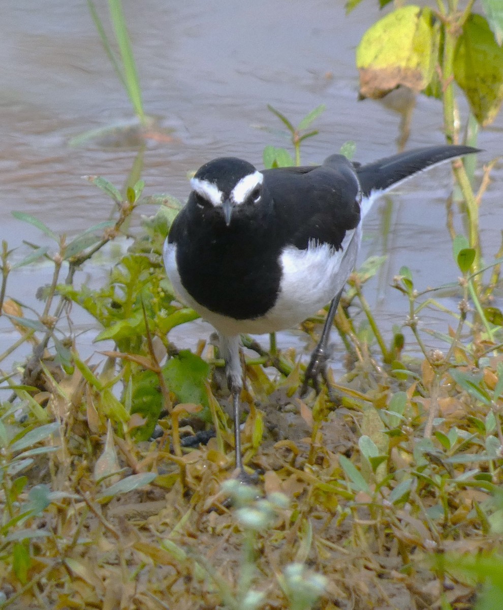 White-browed Wagtail - ML612181765