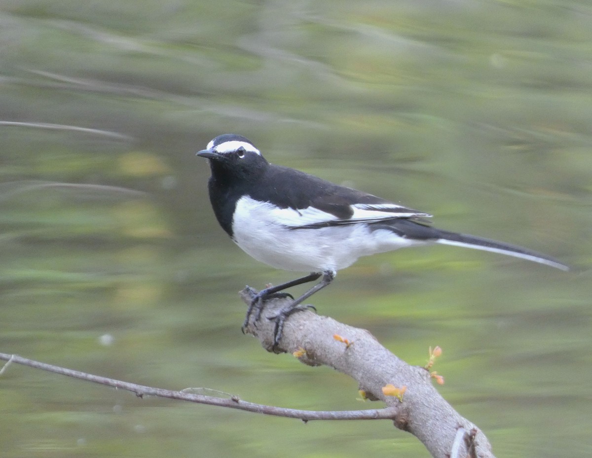 White-browed Wagtail - ML612181766