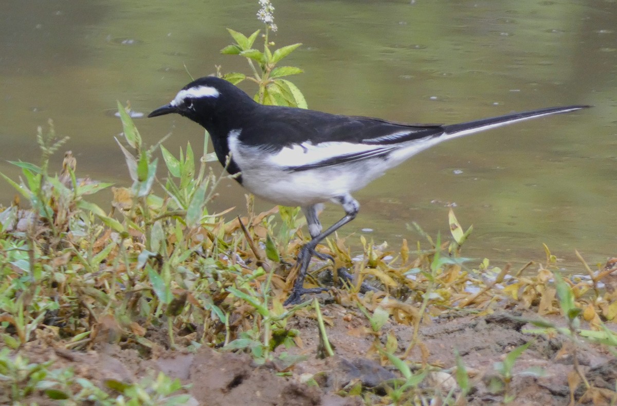 White-browed Wagtail - ML612181767