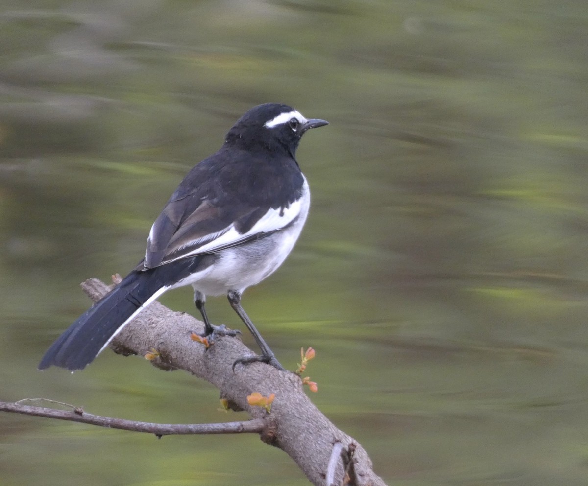 White-browed Wagtail - ML612181768