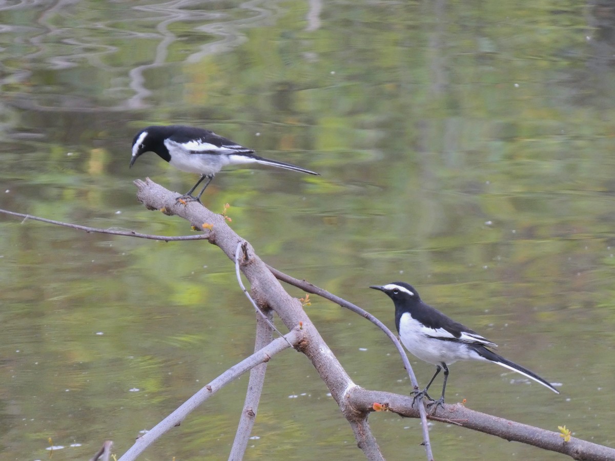 White-browed Wagtail - ML612181770