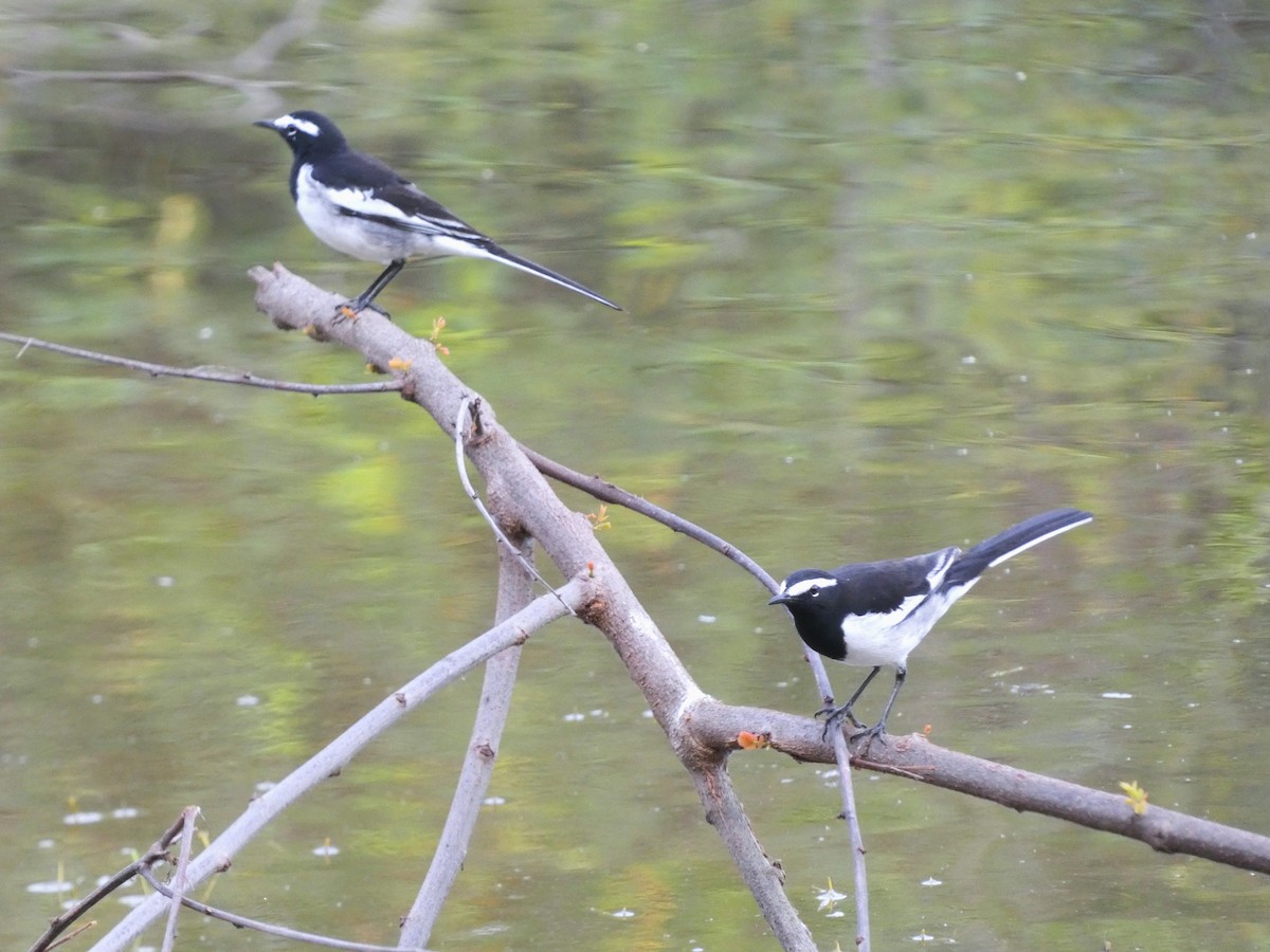 White-browed Wagtail - ML612181771