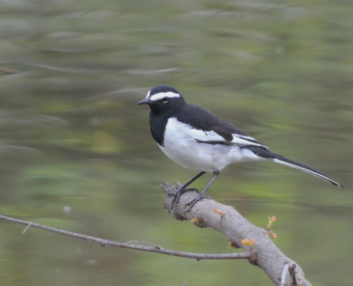 White-browed Wagtail - ML612181772