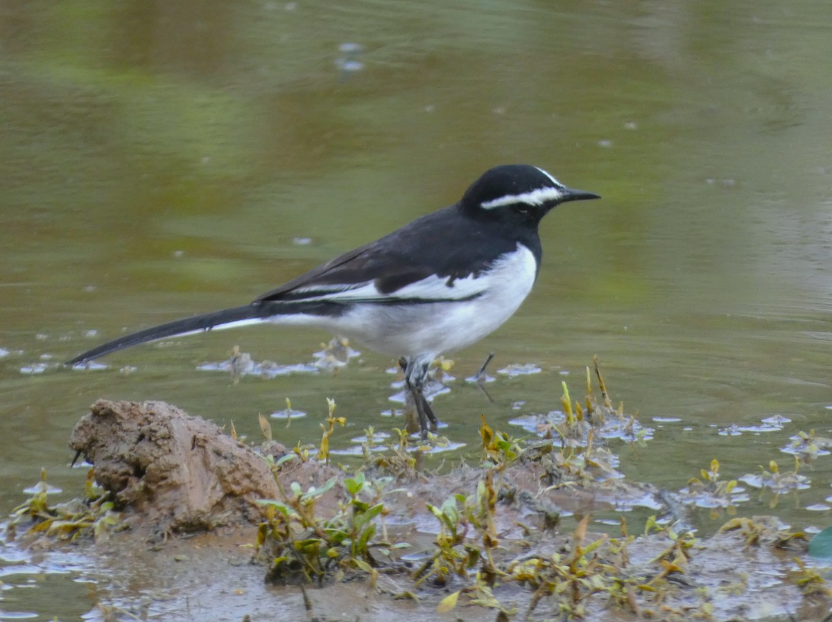 White-browed Wagtail - ML612181773