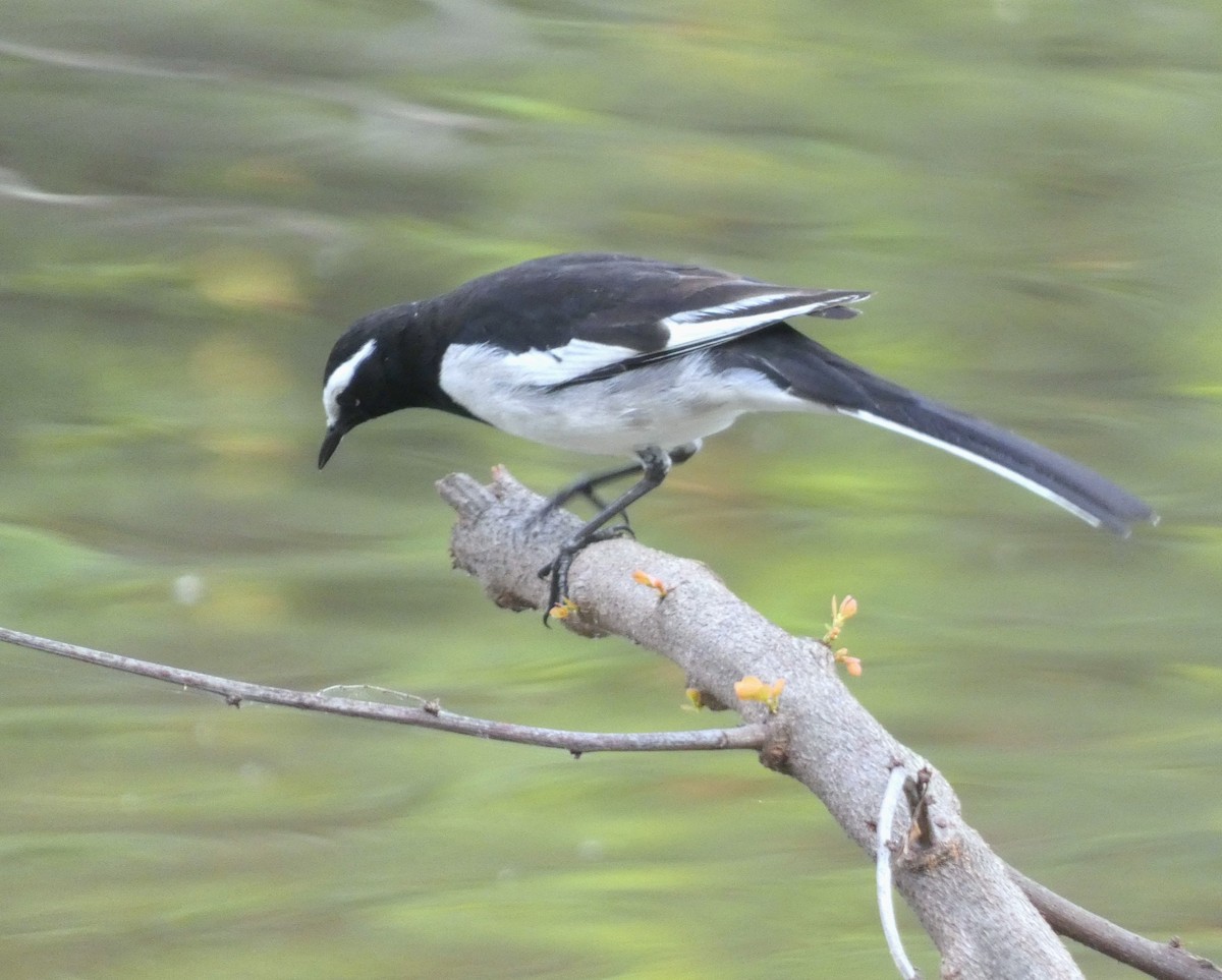 White-browed Wagtail - ML612181774