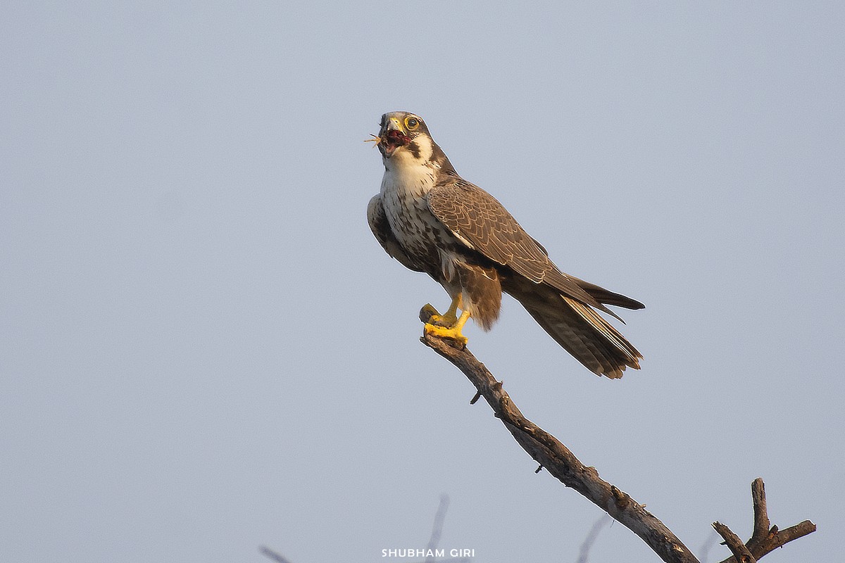 Falco laggar - ML612181843