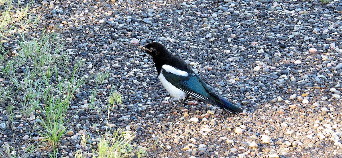 Black-billed Magpie - ML612181851