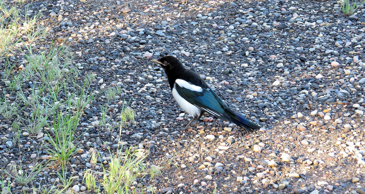 Black-billed Magpie - Steve Butterworth